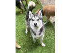 Adopt Lincoln a Husky