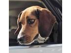 Adopt Willy a Beagle
