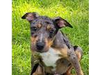 Adopt LeBron a Catahoula Leopard Dog