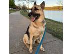 Adopt King a German Shepherd Dog