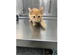 Adopt Smith a Domestic Short Hair
