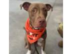 Adopt Ollie (fka Flick) a Chocolate Labrador Retriever, Mixed Breed