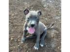 Adopt Lior a Mixed Breed