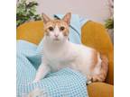 Adopt Bruce a Domestic Short Hair