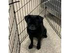 Adopt Sampson a Pug