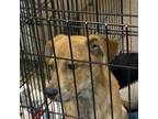 Adopt Pua a Labrador Retriever