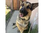 Adopt Chuck a German Shepherd Dog