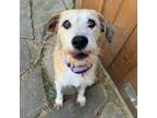 Adopt Vincent Hancock a Tibetan Terrier