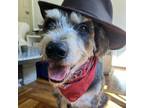 Adopt Tommy Paul a Tibetan Terrier