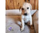 Adopt Ulmer - Homer Litter a Labrador Retriever, Mixed Breed