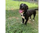 Adopt Boog a Mixed Breed