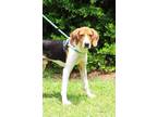 Adopt Dudley a Treeing Walker Coonhound