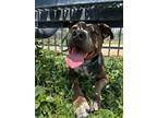 Adopt Sam a Pit Bull Terrier
