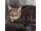 Adopt Tex a Domestic Short Hair