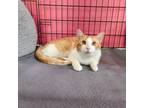 Adopt Reggie a Domestic Short Hair