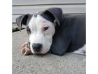 Adopt King Kobra a American Staffordshire Terrier
