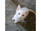 Adopt Shawnee a Domestic Short Hair
