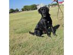 Adopt Ace a Black Labrador Retriever