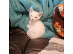 Adopt Trinity a Domestic Short Hair