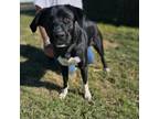 Adopt Duce a Labrador Retriever