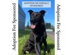Adopt Roady a German Shepherd Dog