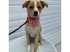 Adopt Gary a Terrier