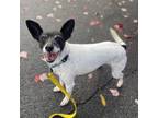 Adopt Boba a Parson Russell Terrier