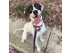 Adopt Finn a Great Dane