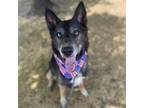 Adopt Falcor G a German Shepherd Dog