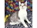 Adopt Puddin' Pie a Domestic Short Hair