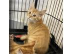 Adopt Shaggy a Domestic Long Hair