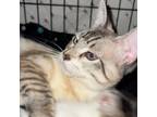 Adopt Kevin a Siamese