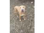 Adopt Charlie Mac a Pit Bull Terrier
