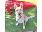 Adopt Han a White German Shepherd