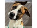 Adopt Sauron a German Shepherd Dog, Basenji