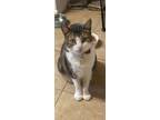 Adopt Zack a Domestic Short Hair