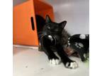 Adopt Elton a Domestic Short Hair