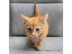 Adopt Kismet a Domestic Short Hair