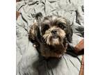 Adopt Sanders a Shih Tzu