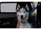 Adopt Jax a Husky