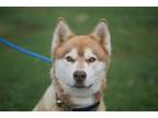 Adopt Azure a Husky