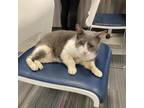 Adopt O'Malley a American Bobtail