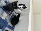 Adopt Debby Litter a Domestic Short Hair