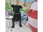Adopt Mac a Black Labrador Retriever