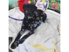 Adopt Cheez a Black Labrador Retriever