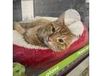 Adopt mellow yellow (aka Damien) a Domestic Short Hair