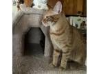 Adopt hiphop (aka Roscoe) a Domestic Short Hair