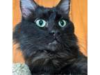 Adopt snuggs a Domestic Medium Hair