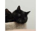 Adopt Bob a Domestic Medium Hair