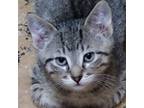 Adopt Larry (aka KOA_3) a Domestic Short Hair